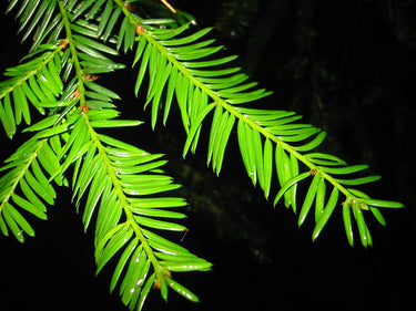 10 PACIFIC YEW Tree Taxus Baccata Brevifolia Evergreen Conifer Sun or Shade Red Ornamental Berry Native Tree Seeds